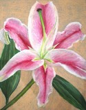 Oil Pastel Hibiscus.JPG